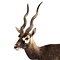 Mounted blackbuck