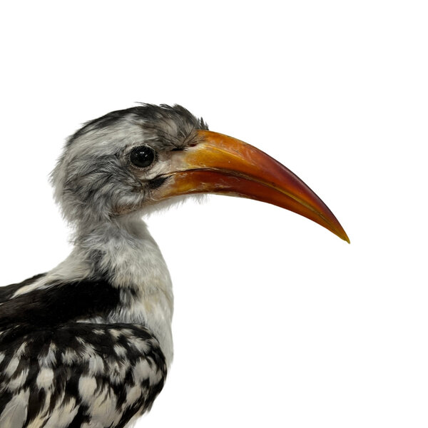 Savannentoko Präparat