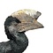 Mounted Greyear hornbill