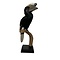 Mounted Greyear hornbill