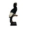 Mounted Greyear hornbill