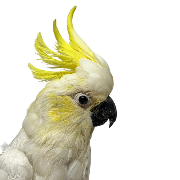 Mounted Yellow-crested cockatoo