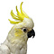 Mounted Yellow-crested cockatoo