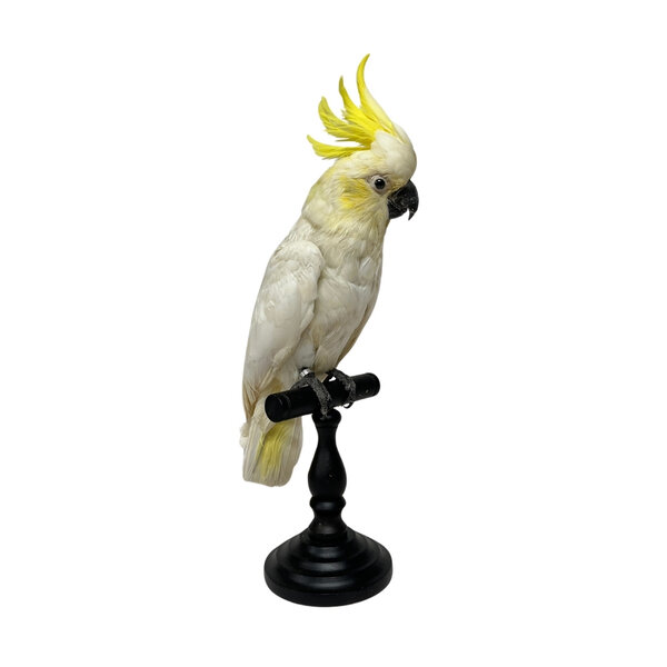 Mounted Yellow-crested cockatoo