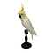 Mounted Yellow-crested cockatoo