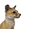 Mounted young fox (sitting)