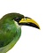 Opgezette Emerald arassari