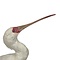 Mounted african spoonbill
