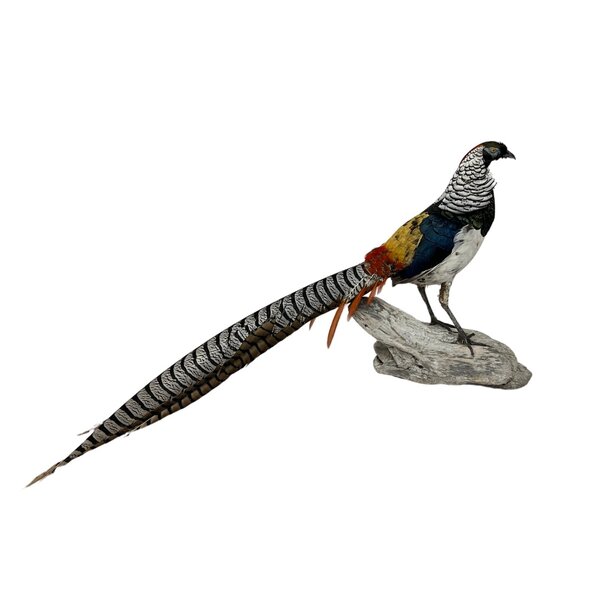 Mounted lady amherst's pheasant