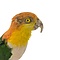 Opgezette Roestkop Caique (A)