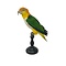 Opgezette Roestkop Caique (A)