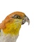Opgezette Roestkop Caique (B)