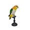 Opgezette Roestkop Caique (B)