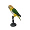 Opgezette Roestkop Caique (B)