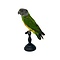 Mounted Senegal parrot (A)