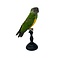 Mounted Senegal parrot (A)