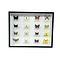 Mounted European butterflies (16) in insect box
