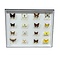 Mounted European butterflies (16) in insect box