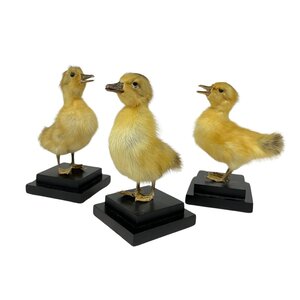 Präpariertes Enten Küken auf Sockel