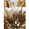 Reeves's pheasant feathers 75 - 90 cm