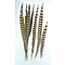 Reeves's pheasant feathers 75 - 90 cm