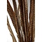 Goldfasan federn  circa 70-80 cm