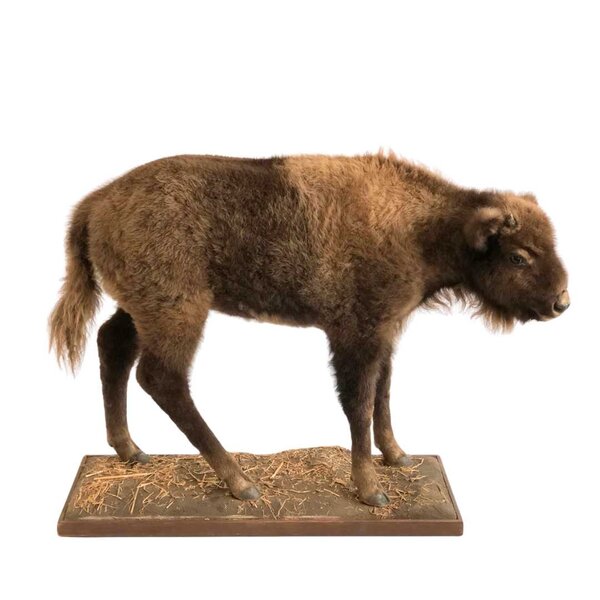 Mounted bison calf
