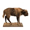 Mounted bison calf