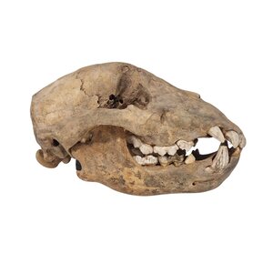 Cave bear skull