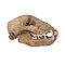 Cave bear skull