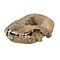 Cave bear skull