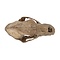 Cave bear skull