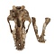 Cave bear skull