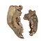 Cave bear skull