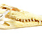 Siamese crocodile skull 24-29 cm