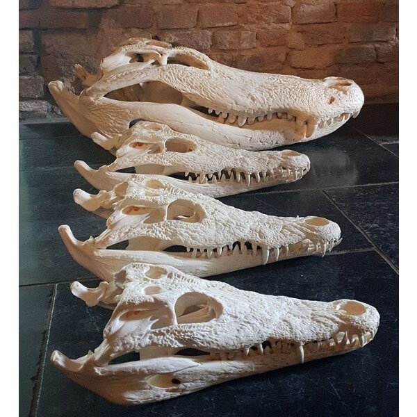 Schedel Siamese krokodil 24-29 cm