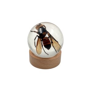 Insect in bol van hars - Wesp