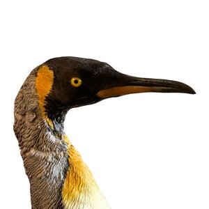 Opgezette Pinguin (Antiek)