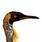 Opgezette Pinguin (Antiek)