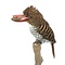 Opgezette zebra-ijsvogel (vrouw)