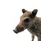 Mounted wild boar piglet (A)