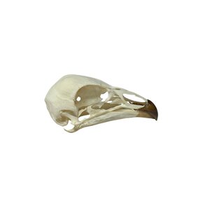 Schädel Wehrvögel