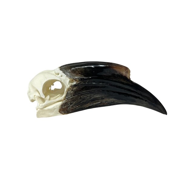 Schedel Blauwkeelneushoornvogel