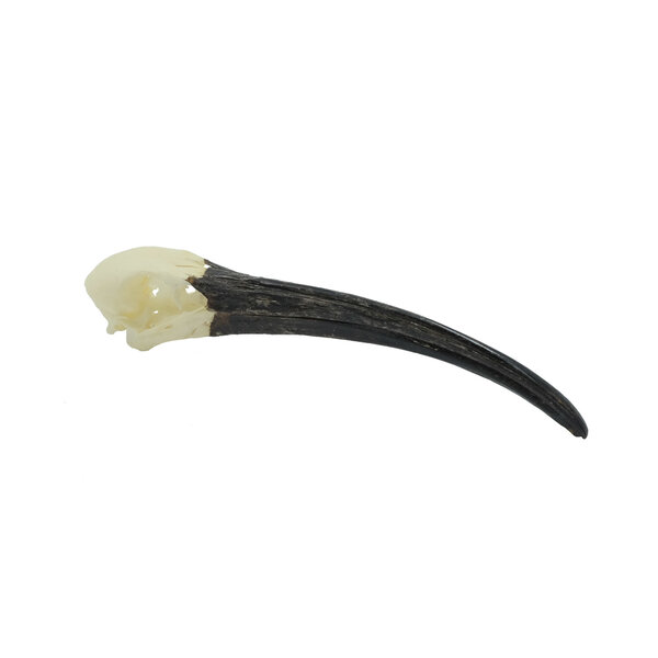Schädel Heiliger Ibis
