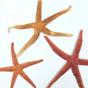 Seestern rot mediterran