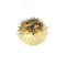 Porcupinefish L
