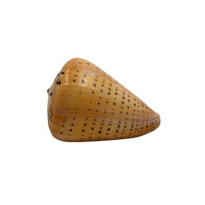 Meeresschnecke Conus Betulinus