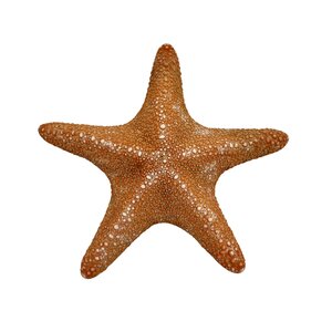 Dschungel Seestern