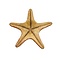 Jungle Starfish