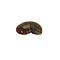 Ammonite polished M